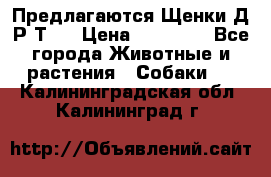 Предлагаются Щенки Д.Р.Т.  › Цена ­ 15 000 - Все города Животные и растения » Собаки   . Калининградская обл.,Калининград г.
